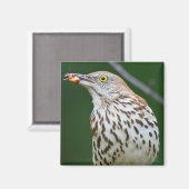 Brown Thrasher w/Catch of the Day Geschenke Beklei Magnet (Vorderseite/Rückseite)