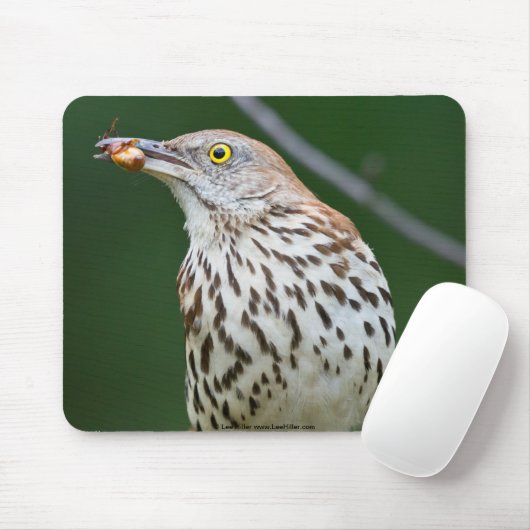 Brown Thrasher w/Catch of the Day Geschenke Beklei Mousepad (Mit Mouse)