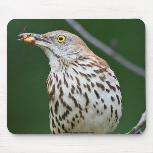 Brown Thrasher w/Catch of the Day Geschenke Beklei Mousepad (Vorne)