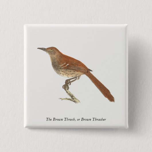 Brown Thrush oder Brown Thrasher, New Yorker Vögel Button (Vorderseite)