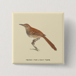 Brown Thrush oder Brown Thrasher, New Yorker Vögel Button