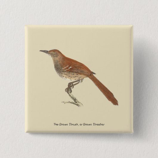 Brown Thrush oder Brown Thrasher, New Yorker Vögel Button (Vorderseite)