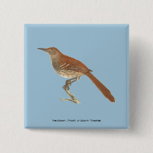 Brown Thrush oder Brown Thrasher, New Yorker Vögel Button
