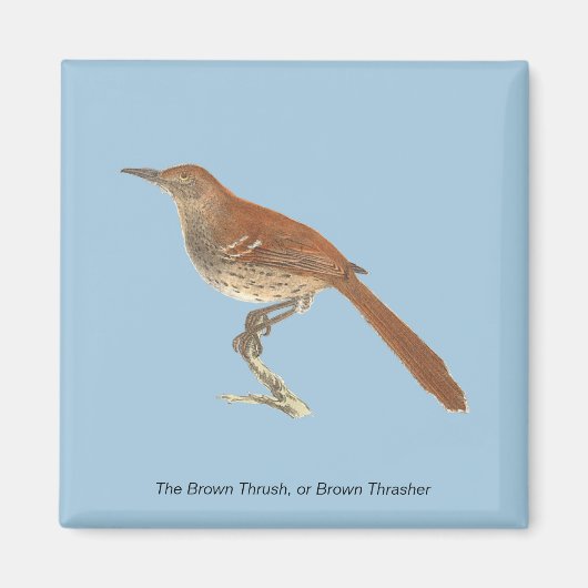 Brown Thrush oder Brown Thrasher, New Yorker Vögel Magnet (Vorne)