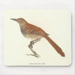 Brown Thrush oder Brown Thrasher, New Yorker Vögel Mousepad