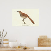 Brown Thrush oder Brown Thrasher, New Yorker Vögel Poster (Küche)