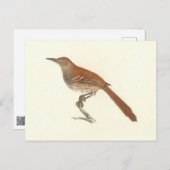 Brown Thrush oder Brown Thrasher, New Yorker Vögel Postkarte (Vorne/Hinten)