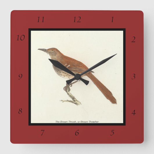 Brown Thrush oder Brown Thrasher, New Yorker Vögel Quadratische Wanduhr (Vorderseite)