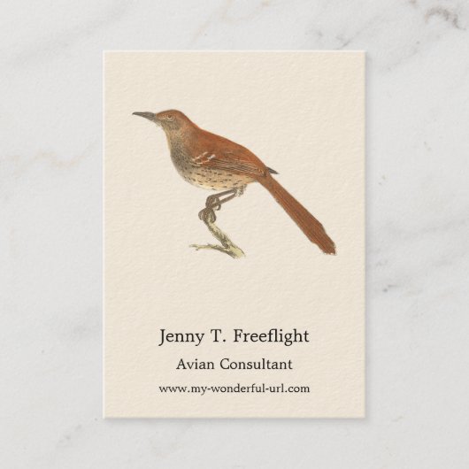 Brown Thrush oder Brown Thrasher, New Yorker Vögel Visitenkarte (Vorderseite)