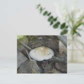 Brown Top Mushroom Postcard Postkarte (Stehend Vorderseite)