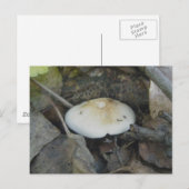 Brown Top Mushroom Postcard Postkarte (Vorne/Hinten)
