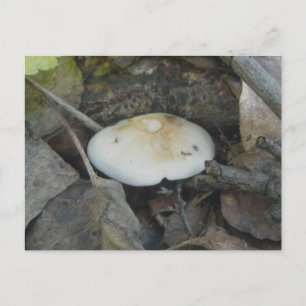 Brown Top Mushroom Postcard Postkarte
