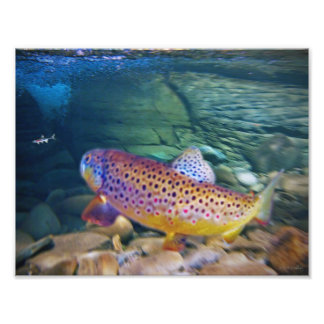 'BROWN TROUT' FOTODRUCK