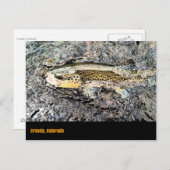 Brown Trout Postcard Postkarte (Vorne/Hinten)