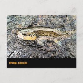 Brown Trout Postcard Postkarte