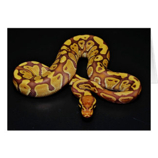 Brown- und Goldball-Pythonschlange