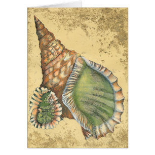 Brown und grüner Seashell