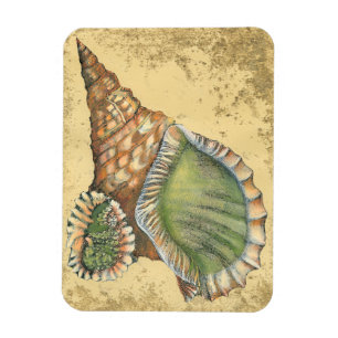 Brown und grüner Seashell Magnet