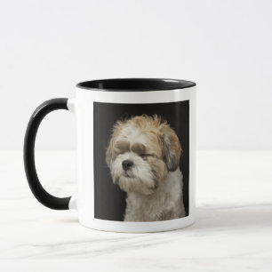 Brown und weißer Shih Tzu mit Augen schlossen Tasse
