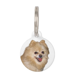 Brown und weißer Spitz-Hund Haustiermarke
