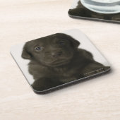 Brown-Welpe, Porträt, Nahaufnahme Getränkeuntersetzer (Linke Seite)