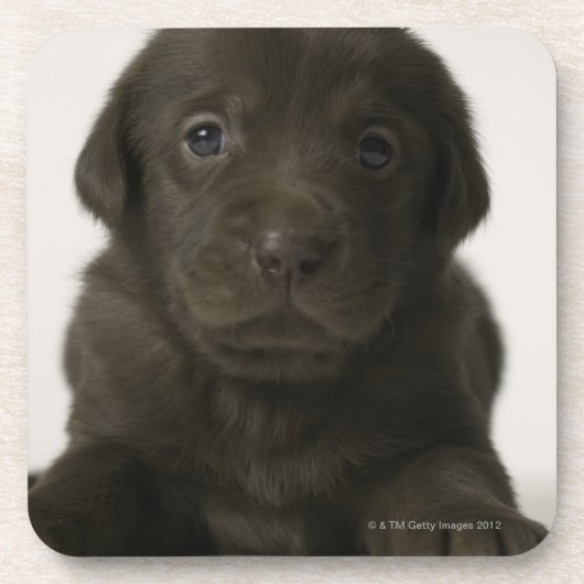 Brown-Welpe, Porträt, Nahaufnahme Getränkeuntersetzer (Vorderseite)