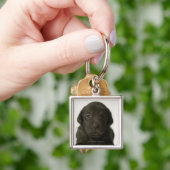 Brown-Welpe, Porträt, Nahaufnahme Schlüsselanhänger (Hand)