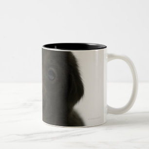 Brown-Welpe, Porträt, Nahaufnahme Zweifarbige Tasse
