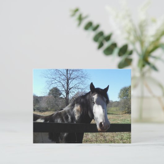 Brown &White, gemaltes Pferd, heller blauer Himmel Postkarte (Stehend Vorderseite)