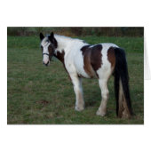 Brown White Horse (Vorderseite (Horizontal))