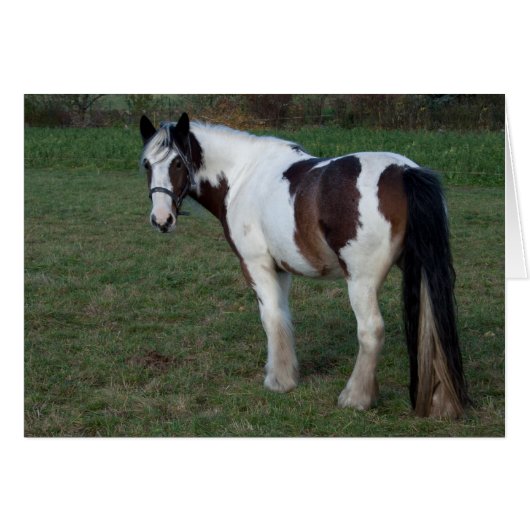 Brown White Horse (Vorderseite (Horizontal))