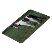 Brown White Horse Magnet (Linke Seite)