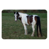 Brown White Horse Magnet (Horizontal)
