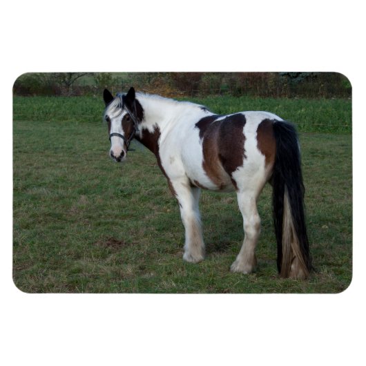 Brown White Horse Magnet (Horizontal)