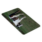 Brown White Horse Magnet (Rechte Seite)