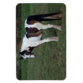 Brown White Horse Magnet (Vertikal)