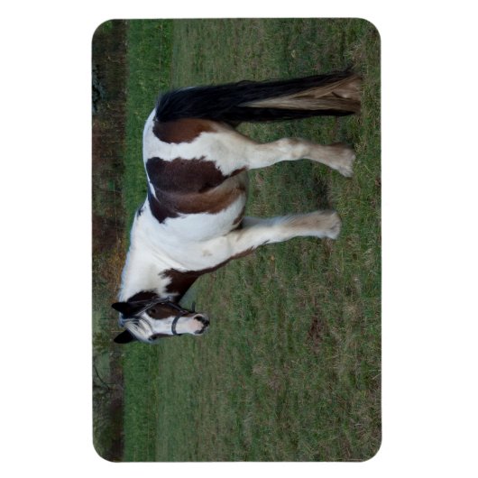 Brown White Horse Magnet (Vertikal)