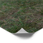 Brown White Horse Poster (Ecke)