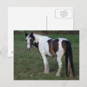 Brown White Horse Postkarte (Vorne/Hinten)
