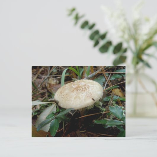 Brown White Mushroom OBX Postkarte (Stehend Vorderseite)