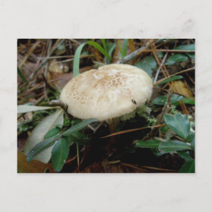 Brown White Mushroom OBX Postkarte