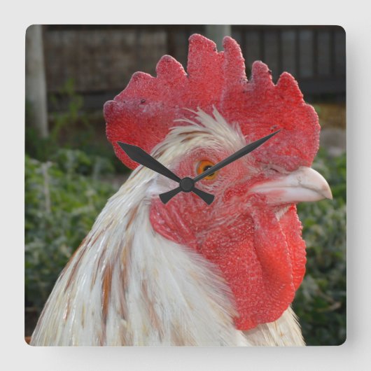 Brown White Rooster Face, Square Wall Clock Quadratische Wanduhr (Vorderseite)