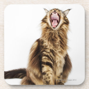 Brownklassischer HauptwaschbärTabby Untersetzer