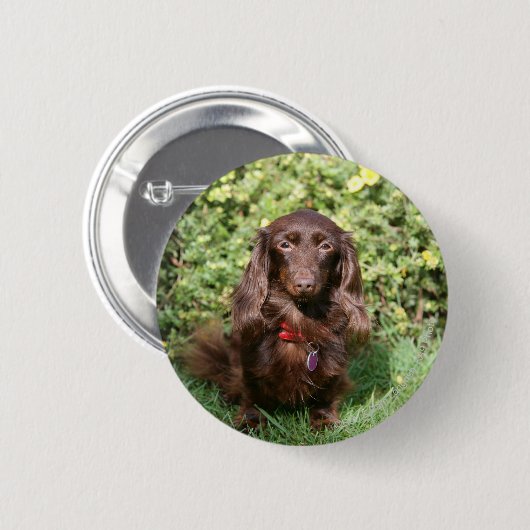 Brownlanghaarige MiniaturDackel Button (Vorne & Hinten)
