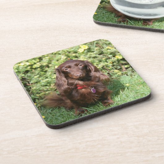 Brownlanghaarige MiniaturDackel Getränkeuntersetzer (Linke Seite)