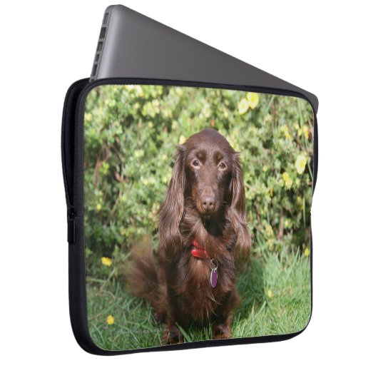 Brownlanghaarige MiniaturDackel Laptopschutzhülle (Vorne Rechts)
