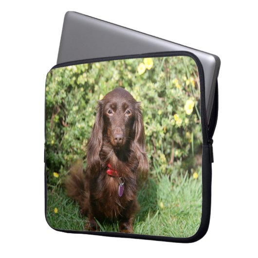 Brownlanghaarige MiniaturDackel Laptopschutzhülle (Vorderseite Links)
