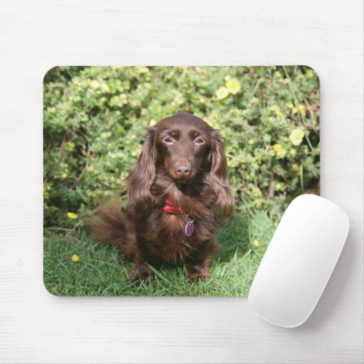 Brownlanghaarige MiniaturDackel Mousepad (Mit Mouse)
