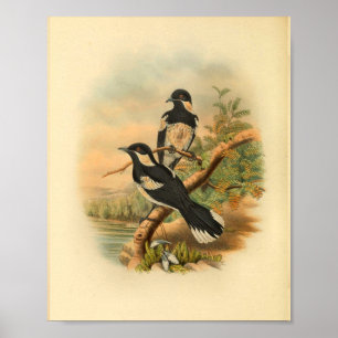 Brown's Flycatcher Black Bird Vintag Print Poster