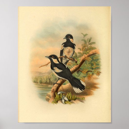 Brown's Flycatcher Black Bird Vintag Print Poster (Vorne)